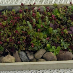 SedumSod® Mini Mats 8 SedumSod® Mini Mats -Garden Plants Store 488 1580