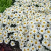 'Whoops-A-Daisy' Shasta Daisy 2 'Whoops-A-Daisy' Shasta Daisy -Garden Plants Store 4f1378f7fa0f66ebdfa8e8819ad4939d