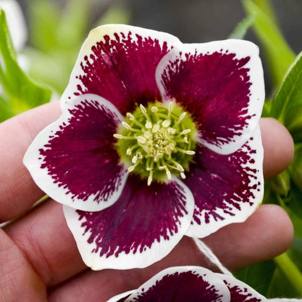 Honeymoon® Romantic Getaway Lenten Rose 4 Honeymoon® Romantic Getaway Lenten Rose - Image 2