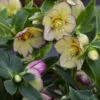 Honeymoon® Tropical Sunset Lenten Rose -Garden Plants Store 504Helleborus TropicalSunset 1
