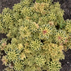 'Atlantis' Stonecrop -Garden Plants Store 5056f02e9a561759672bee380943a21a