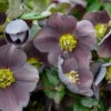 Honeymoon® Vegas Nights Lenten Rose -Garden Plants Store 506Helleborus VegasNights 1