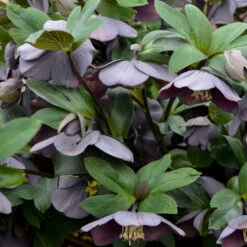 Honeymoon® Vegas Nights Lenten Rose -Garden Plants Store 506Helleborus VegasNights 3