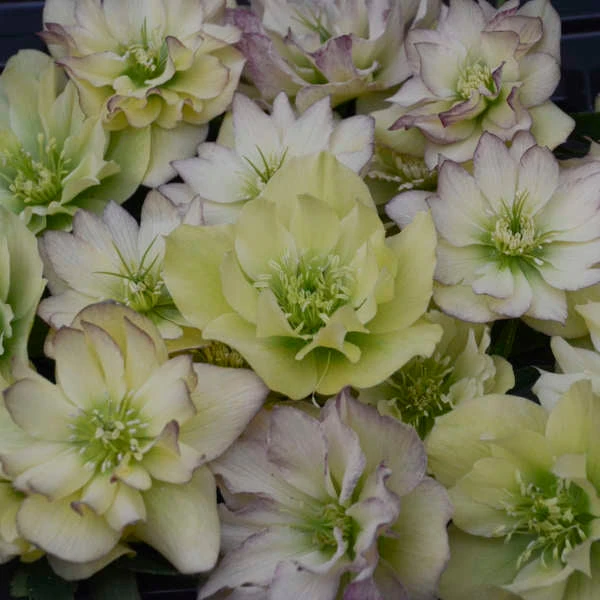 Wedding Party® First Dance Lenten Rose 4 Wedding Party® First Dance Lenten Rose - Image 2