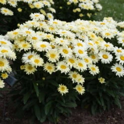 Amazing Daisies® 'Banana Cream II' Shasta Daisy -Garden Plants Store 509Leucanthemumsuperbum BananaCreamII 1
