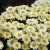 Amazing Daisies® 'Banana Cream II' Shasta Daisy -Garden Plants Store 509Leucanthemumsuperbum BananaCreamII 2