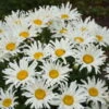 Amazing Daisies® 'Spun Silk' Shasta Daisy 2 Amazing Daisies® 'Spun Silk' Shasta Daisy -Garden Plants Store 510Leucanthemumsuperbum SpunSilk 1