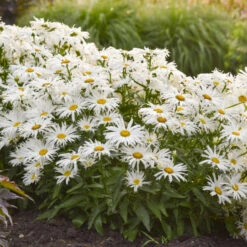 Amazing Daisies® 'Spun Silk' Shasta Daisy -Garden Plants Store 510Leucanthemumsuperbum SpunSilk 3