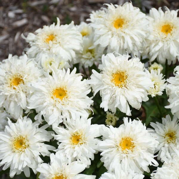 Amazing Daisies® 'Marshmallow' Shasta Daisy 3 Amazing Daisies® 'Marshmallow' Shasta Daisy