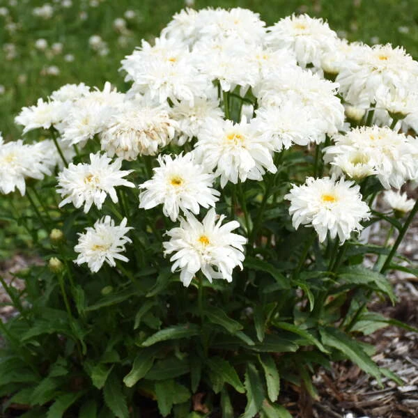 Amazing Daisies® 'Marshmallow' Shasta Daisy 4 Amazing Daisies® 'Marshmallow' Shasta Daisy - Image 2
