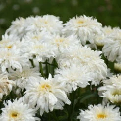 Amazing Daisies® 'Marshmallow' Shasta Daisy 8 Amazing Daisies® 'Marshmallow' Shasta Daisy -Garden Plants Store 511Leucanthemumsuperbum Marshmallow 3