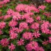 'Leading Lady Pink' Bee Balm -Garden Plants Store 513Monarda LeadingLadyPink 1