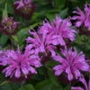 'Pardon My Lavender II' Bee Balm 1 'Pardon My Lavender II' Bee Balm -Garden Plants Store 515Monardadidyma PardonMyLavenderII 1