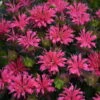'Pardon My Rose' Bee Balm 2 'Pardon My Rose' Bee Balm -Garden Plants Store 516Monardadidyma PardonMyRose 1