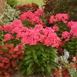 Luminary™ 'Sunset Coral' Tall Garden Phlox 9 Luminary™ 'Sunset Coral' Tall Garden Phlox -Garden Plants Store 519Phloxpaniculata SunsetCoral 3