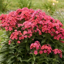Luminary™ 'Sunset Coral' Tall Garden Phlox 10 Luminary™ 'Sunset Coral' Tall Garden Phlox -Garden Plants Store 519Phloxpaniculata SunsetCoral 4