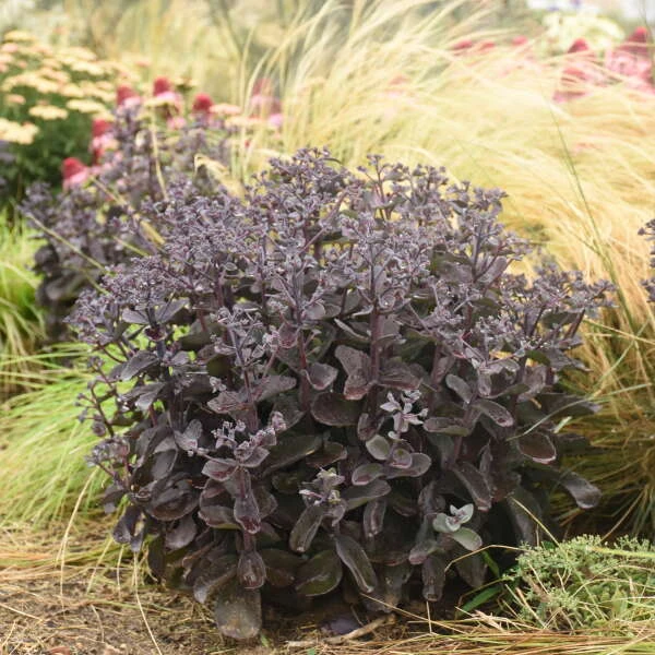 Rock 'N Grow® 'Back In Black' Stonecrop 3 Rock 'N Grow® 'Back In Black' Stonecrop