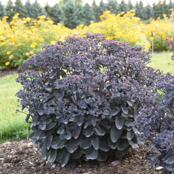 Rock 'N Grow® 'Back In Black' Stonecrop 4 Rock 'N Grow® 'Back In Black' Stonecrop - Image 2