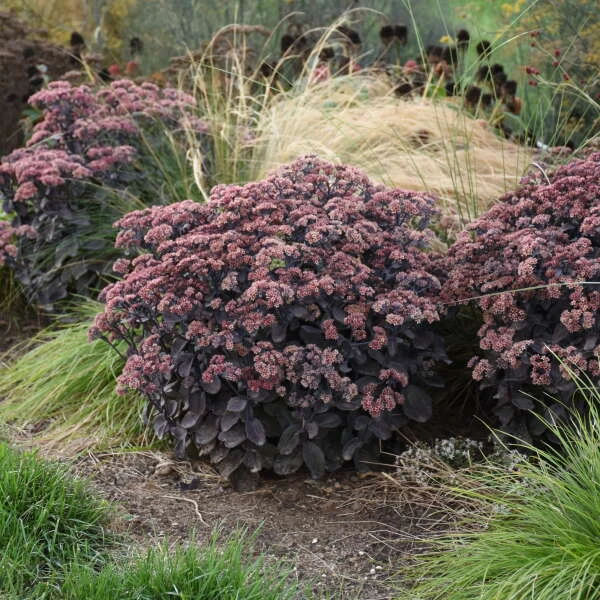 Rock 'N Grow® 'Back In Black' Stonecrop 5 Rock 'N Grow® 'Back In Black' Stonecrop - Image 3