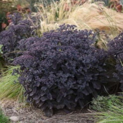 Rock 'N Grow® 'Back In Black' Stonecrop 10 Rock 'N Grow® 'Back In Black' Stonecrop -Garden Plants Store 520Sedum BackinBlack 4