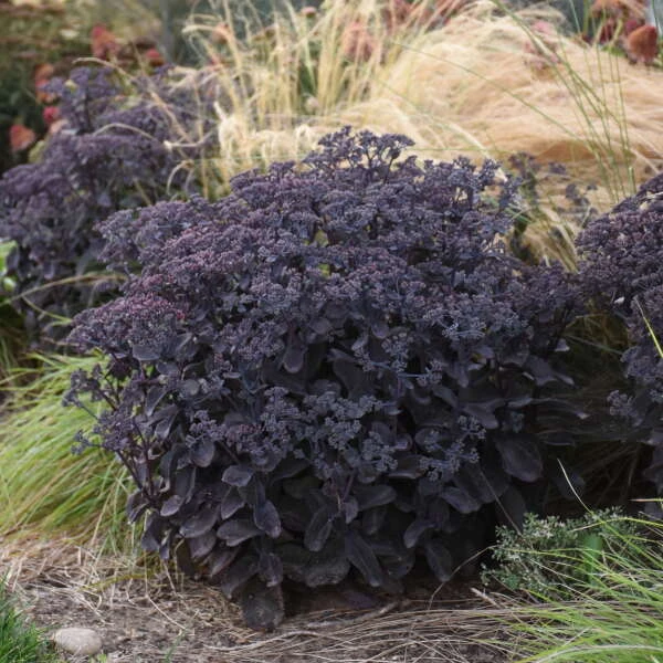 Rock 'N Grow® 'Back In Black' Stonecrop 6 Rock 'N Grow® 'Back In Black' Stonecrop - Image 4