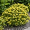 Rock 'N Round® 'Bright Idea' Stonecrop 2 Rock 'N Round® 'Bright Idea' Stonecrop -Garden Plants Store 521Sedum BrightIdea 1