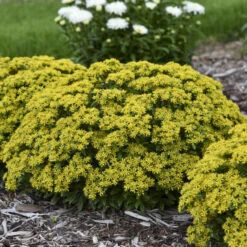 Rock 'N Round® 'Bright Idea' Stonecrop 8 Rock 'N Round® 'Bright Idea' Stonecrop -Garden Plants Store 521Sedum BrightIdea 3
