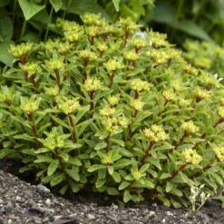 Rock 'N Round® 'Bright Idea' Stonecrop 9 Rock 'N Round® 'Bright Idea' Stonecrop -Garden Plants Store 521Sedum BrightIdea 4
