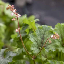 Fun And Games® 'Shadow Tag' Foamy Bells 8 Fun And Games® 'Shadow Tag' Foamy Bells -Garden Plants Store 52279fe2f37de96830f8455da8957103