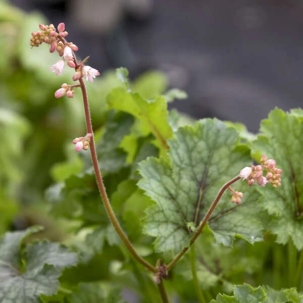 Fun And Games® 'Shadow Tag' Foamy Bells 5 Fun And Games® 'Shadow Tag' Foamy Bells - Image 3