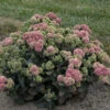 Rock 'N Grow® 'Coraljade' Stonecrop 1 Rock 'N Grow® 'Coraljade' Stonecrop -Garden Plants Store 522Sedum Coraljade 1