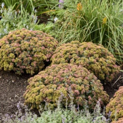 Rock 'N Grow® 'Coraljade' Stonecrop -Garden Plants Store 522Sedum Coraljade 3