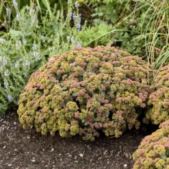 Rock 'N Grow® 'Coraljade' Stonecrop -Garden Plants Store 522Sedum Coraljade 4