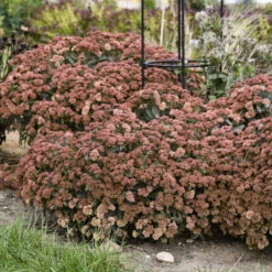 Rock 'N Grow® 'Tiramisu' Stonecrop 9 Rock 'N Grow® 'Tiramisu' Stonecrop -Garden Plants Store 523Sedum Tiramisu 3