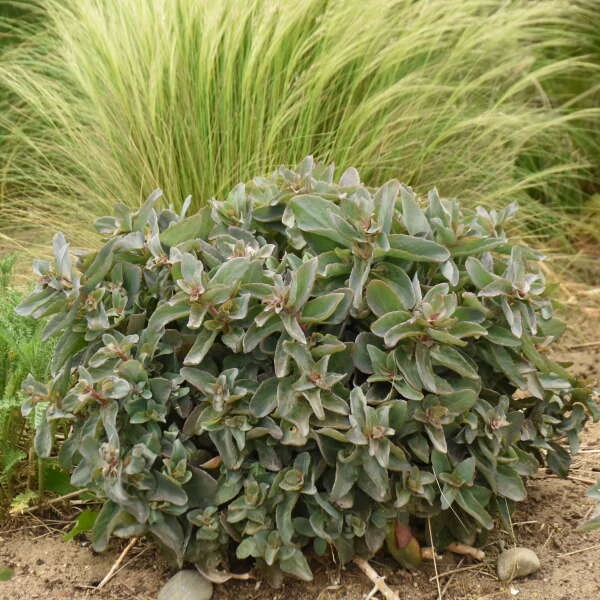Rock 'N Grow® 'Tiramisu' Stonecrop 6 Rock 'N Grow® 'Tiramisu' Stonecrop - Image 4