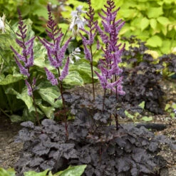 'Dark Side Of The Moon' Astilbe -Garden Plants Store 525Astilbe DarkSideoftheMoon 2