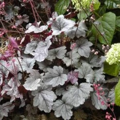 Dolce® 'Silver Gumdrop' Coral Bells -Garden Plants Store 525 1969 popup sw
