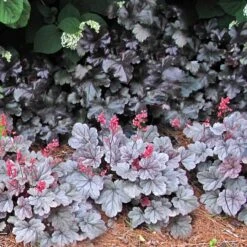 Dolce® 'Silver Gumdrop' Coral Bells -Garden Plants Store 525 1972 popup sw