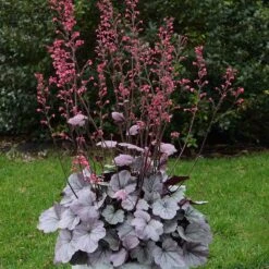 Dolce® 'Silver Gumdrop' Coral Bells -Garden Plants Store 525 1974 popup sw