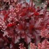 ForeverĀ® Red Coral Bells 2 ForeverĀ® Red Coral Bells -Garden Plants Store 527 1988 popup