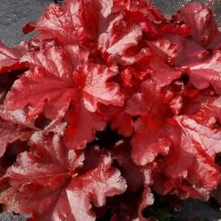 Forever® Red Coral Bells -Garden Plants Store 527 1990 popup sw