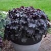 Dressed Up™ 'Evening Gown' Coral Bells -Garden Plants Store 528Heuchera EveningGown 1