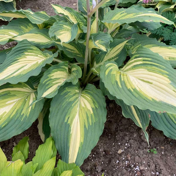 Shadowland® 'Love Story' Hosta 3 Shadowland® 'Love Story' Hosta