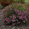 Sizzle & Spice® 'Zesty Zinger' Tickseed 2 Sizzle & Spice® 'Zesty Zinger' Tickseed -Garden Plants Store 531Coreopsisverticillata ZestyZinger 1