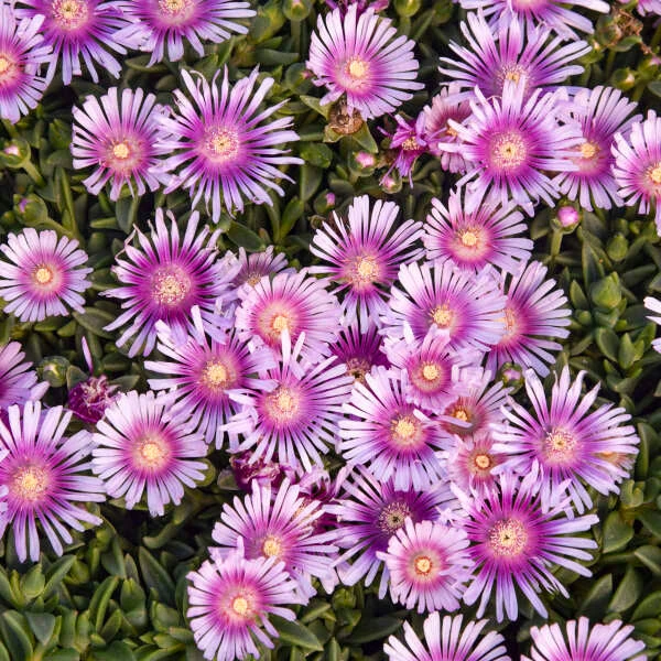 Kaleidoscope™ 'Pink Radiance' Ice Plant 3 Kaleidoscope™ 'Pink Radiance' Ice Plant