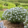 'Starstruck' Bluestar -Garden Plants Store 534Amsonia Starstruck 1