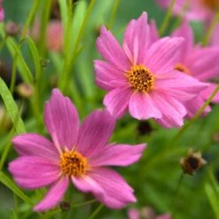 'American Dream' Tickseed -Garden Plants Store 537 2219 popup ee0b5eb8 adfd 45d9 90fb a2268ccaf91e