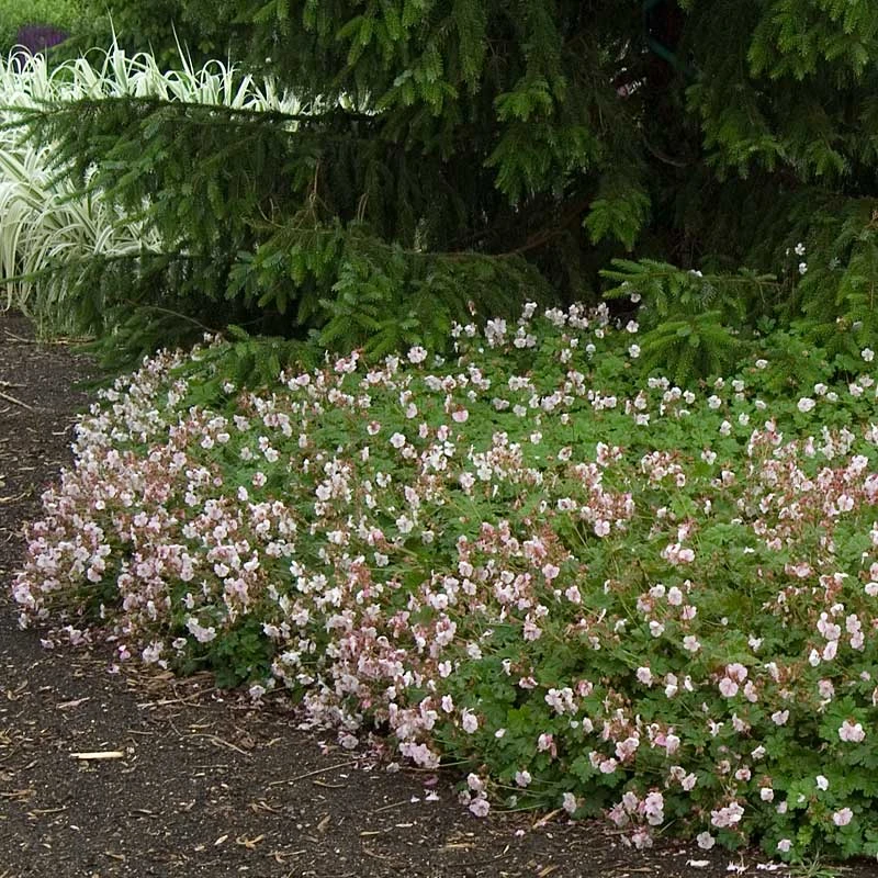 'Biokovo' Cranesbill 5 'Biokovo' Cranesbill - Image 3