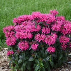 Sugar Buzz® 'Berry Taffy' Bee Balm 8 Sugar Buzz® 'Berry Taffy' Bee Balm -Garden Plants Store 542Monarda BerryTaffy 3