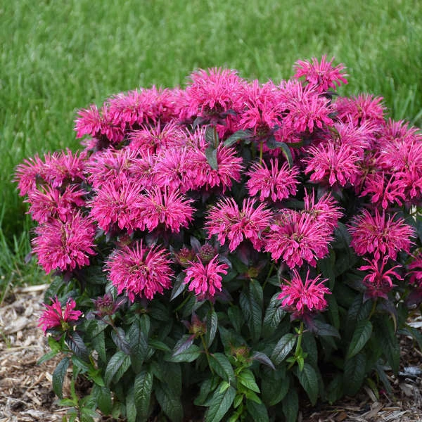 Sugar Buzz® 'Berry Taffy' Bee Balm 5 Sugar Buzz® 'Berry Taffy' Bee Balm - Image 3